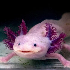 Salamander