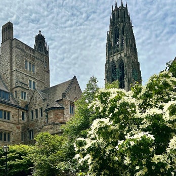 Yale University's Harkness Tower rises behind the surrounding gothic-style buildings, framed by vibrant green trees and white flowering bushes, under a blue sky with wispy clouds.